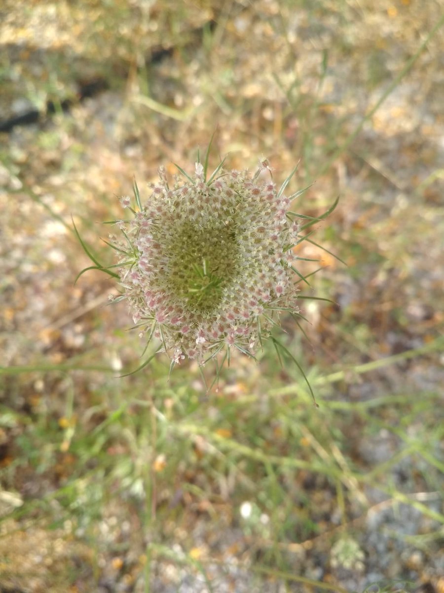 botcove's tweet photo. Daucus carota #Alicante #SerraGrossa #PlantsAgainstCovid19 #BotaniCan #paseosconperros #paseosconniños https://t.co/DFV1qQFIIs