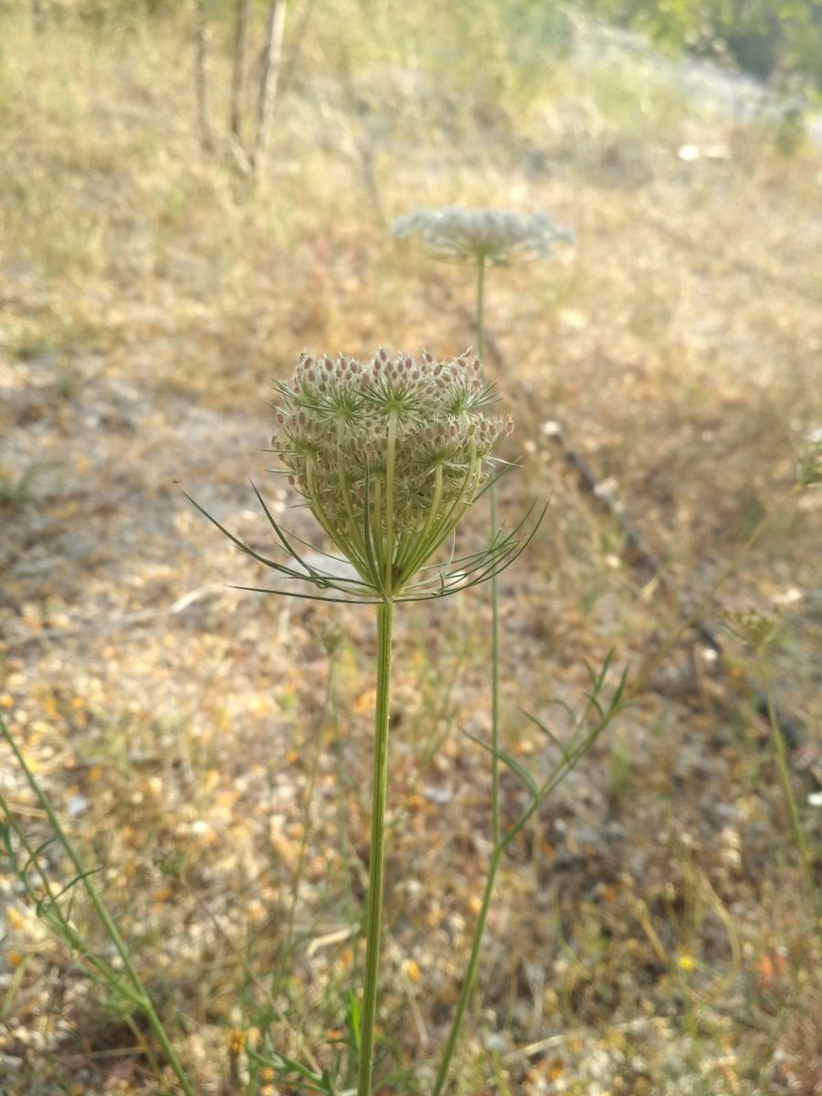 botcove's tweet photo. Daucus carota #Alicante #SerraGrossa #PlantsAgainstCovid19 #BotaniCan #paseosconperros #paseosconniños https://t.co/DFV1qQFIIs