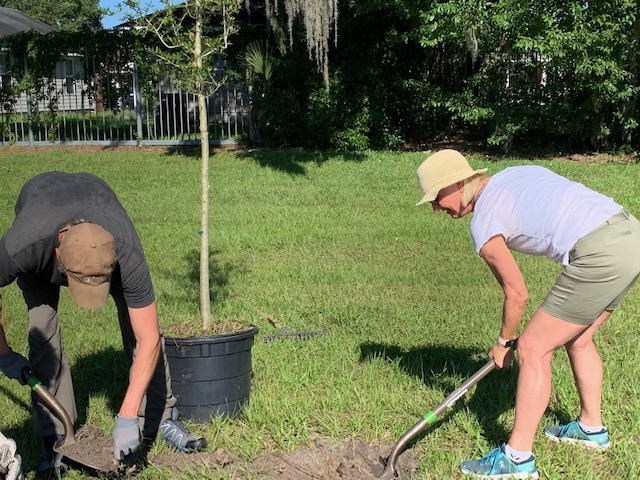 ICYMI: Thanks to everyone who came out and volunteered to help plant 15 trees at Catherine Hester McNair Park for @JaxBeautiful - They received a grant from @MyFDOT and the new trees sure make the park more beautiful and inviting for all visitors. #ILoveJax #KeepJaxBeautiful