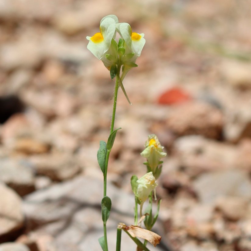 botcove's tweet photo. Linaria hirta #Almansa #SerraGrossa #PlantsAgainstCovid19 #BotaniCan #paseosconperros #paseosconniños https://t.co/xDYH8JvQJd
