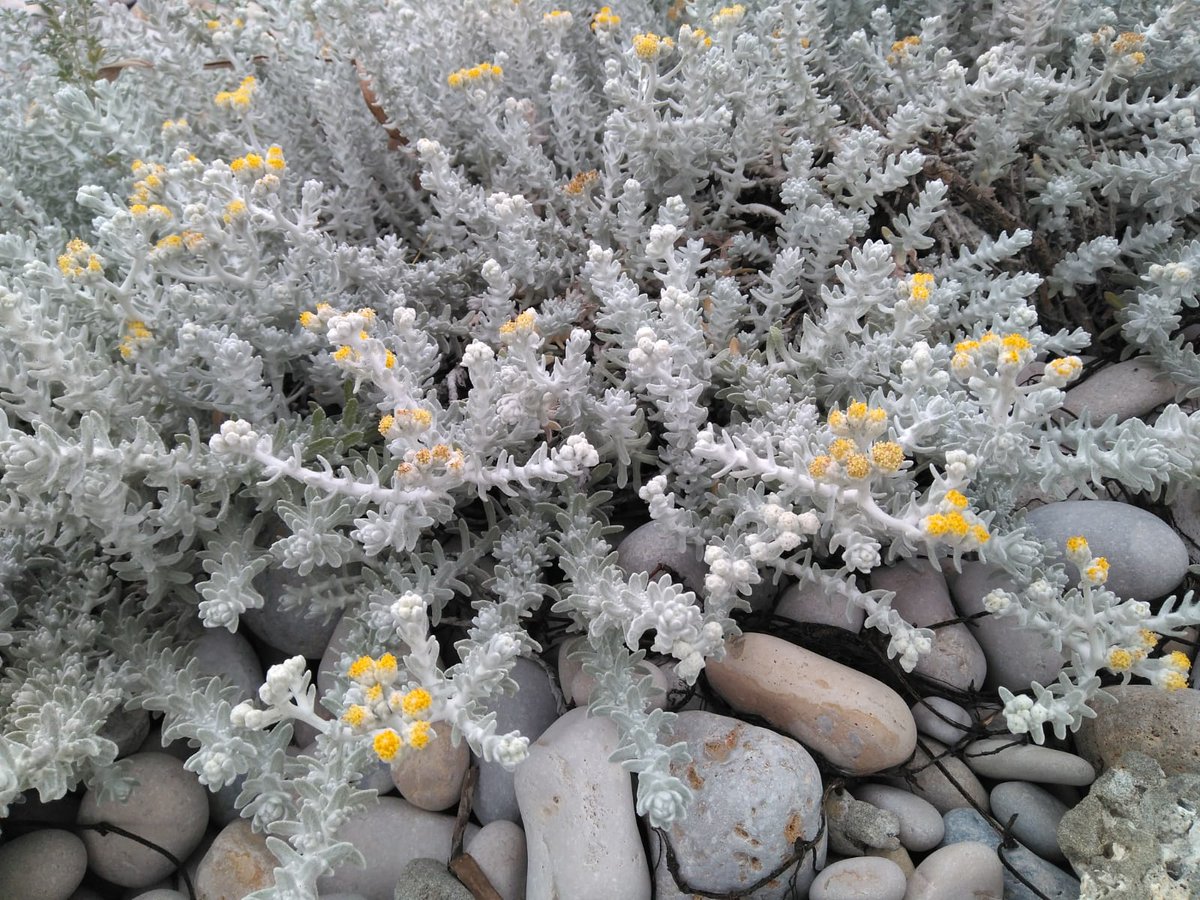 botcove's tweet photo. Otanthus maritimus #Torreblanca #SerraGrossa #PlantsAgainstCovid19 #BotaniCan #paseosconperros #paseosconniños https://t.co/0uPxN9wir9