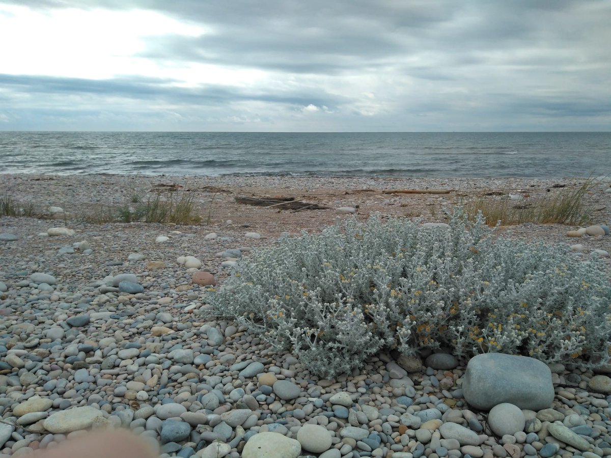 botcove's tweet photo. Otanthus maritimus #Torreblanca #SerraGrossa #PlantsAgainstCovid19 #BotaniCan #paseosconperros #paseosconniños https://t.co/0uPxN9wir9