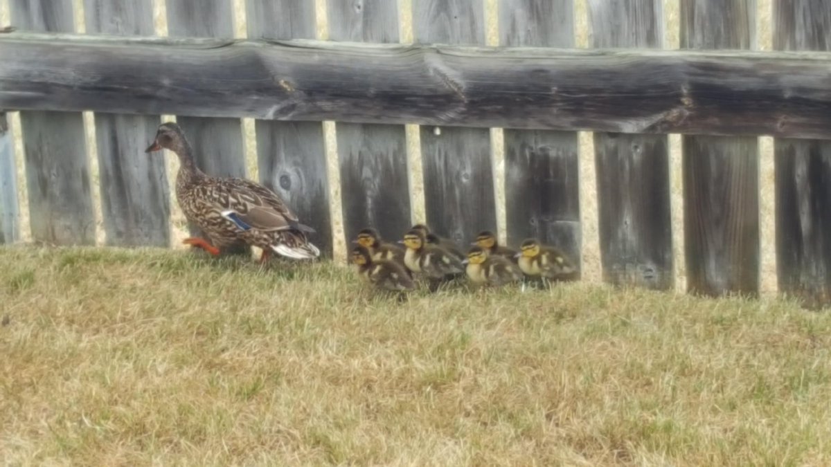 OshawaFire's tweet photo. OFS 2A P21 crew going above and beyond today rescuing 8 baby ducks that fell through the storm drain. All babies were reunited with mom safe and sound. #communitysupport https://t.co/OESmWVw76b