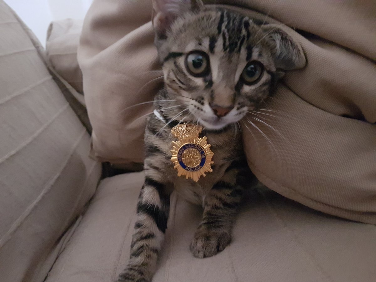 policia's tweet image. Este lindo gatito se llama Tigretón y de mayor quieres ser policía. Si tu también estás pensando en formar parte de nuestra gran #familia puedes consultar los requisitos en este enlace⤵
policia.es/oposiciones /e_basica.html 
 
#Vocación