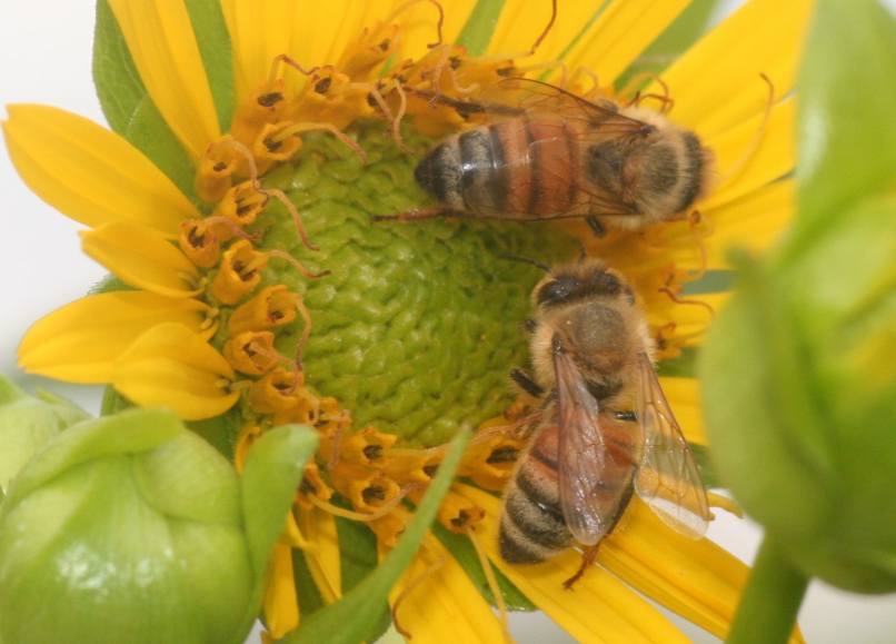 EPARegion10's tweet photo. We're celebrating #PollinatorWeek to spread awareness &amp; educate each other about the importance of #pollinators like bees, butterflies, birds &amp; bats. Learn more about protecting #pollinators at https://t.co/Iby2Vk7ETy https://t.co/6ZubMmo5UG