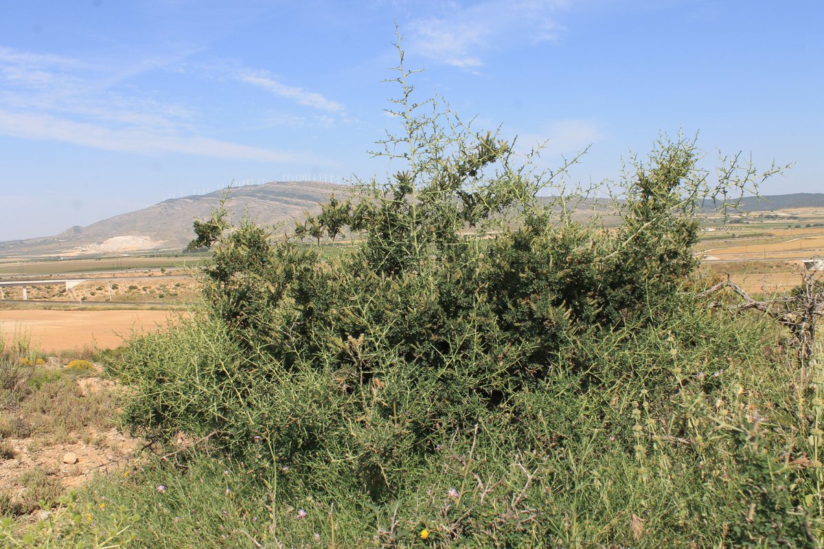botcove's tweet photo. Calicotome villosa #Villena #PlantsAgainstCovid19 #BotaniCan #paseosconperros #paseosconniños https://t.co/qwSDVyedzJ