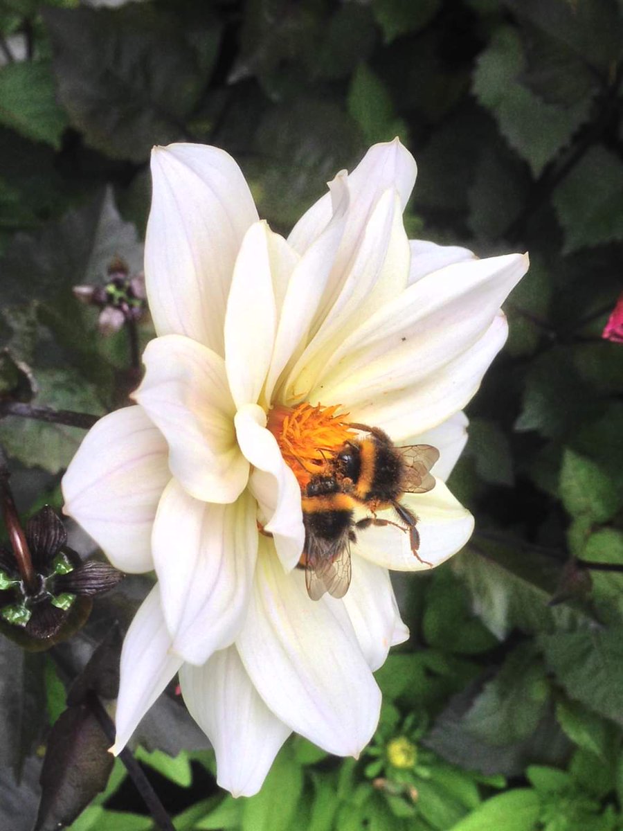 MarionMarven's tweet photo. @edayphotos @BethDaydream @EcoDaydream @DaydreamFarm @CoachDaydream #Prettypollinators
#polinators #beehaving #beebees #butterflutteries #Butterflies
#workerbees #thripleflutter #pollen https://t.co/Xq54kMbNF7