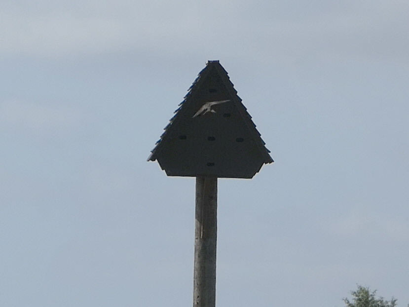Tice’s Meadow Bird Group (@ticesmeadow) on Twitter photo Swifts flying into our Swift Tower again this evening. Hopefully prospecting for nesting places for next year. 🤞
Photos (c) Dina Burford.
<a href="/AfSwifts/">Action for Swifts</a> <a href="/SaveourSwifts/">Save Our Swifts</a> Swifts flying into our Swift Tower again this evening. Hopefully prospecting for nesting places for next year. 🤞
Photos (c) Dina Burford.
<a href="/AfSwifts/">Action for Swifts</a> <a href="/SaveourSwifts/">Save Our Swifts</a>