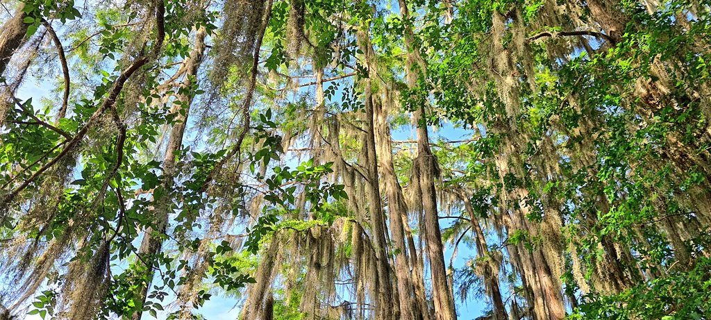 adamf120's tweet photo. Spent an amazing week state park hopping @TPWDnews that Spanish moss in Caddo Lake was amazing!!
Photos opportunities were great
Pictures courtesy of my #GalaxyS20Plus #SamsungLife #nature #hiking #BestCameraEver https://t.co/3PvyQ5oHv2