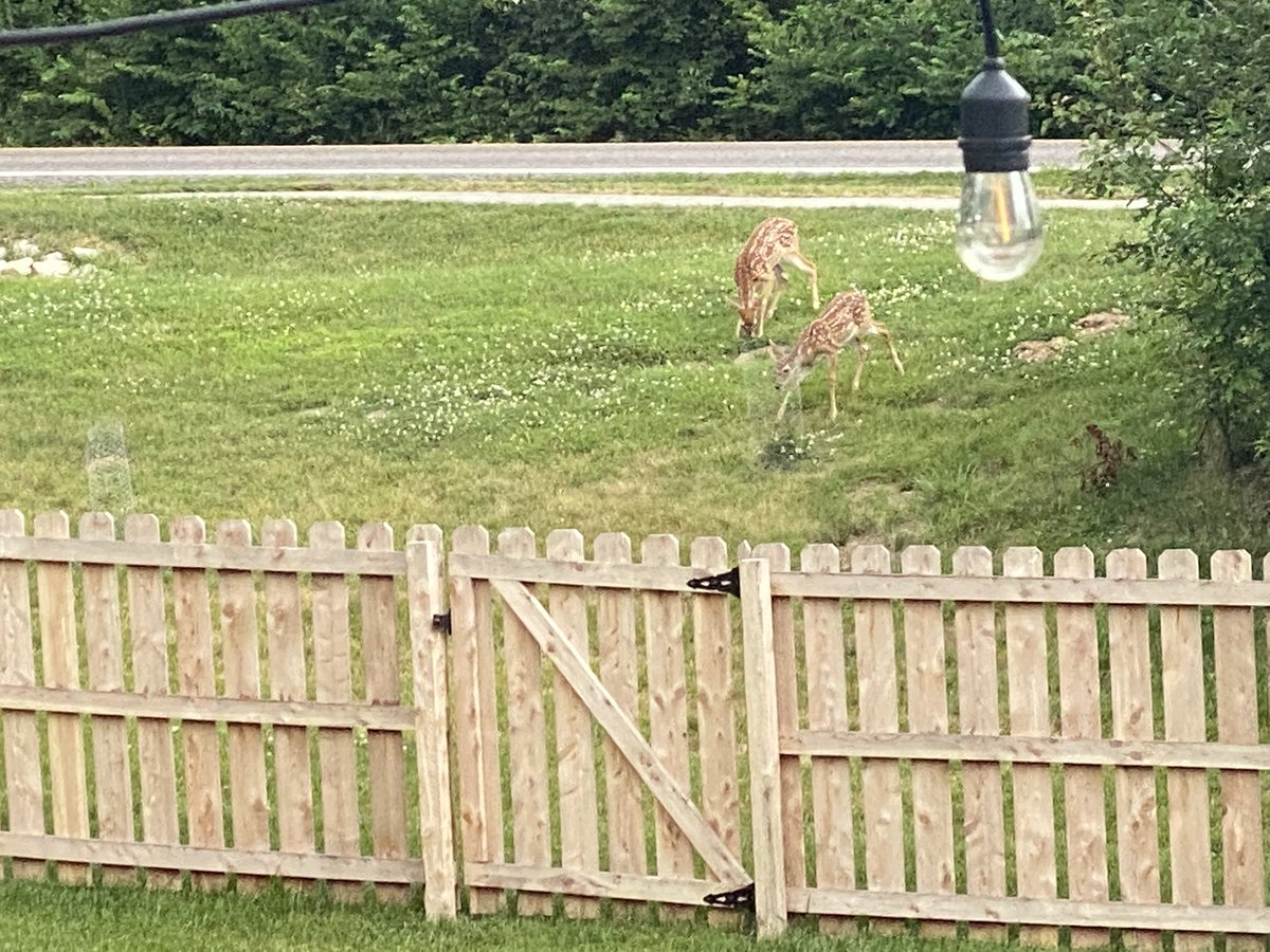 John_kellerman's tweet image. Just a typical afternoon in Wildwood #wildlife