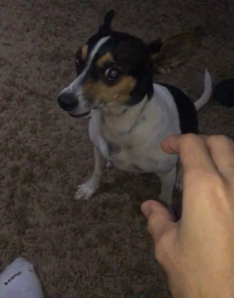 s0uzaheitor's tweet photo. classifique seu pet

raça: fox paulistinha 
nome: Lola
beleza: 1000000000000/10😍🥰😘🥰😍🥰
inteligência: ô bichinha inteligente
raiva: só qm ela não conhece 
ja mordeu alguém: não 
gosta de passear: gosta até dms
apelidos: lolo KKKK, nenezinho, amorzinho
defeitos: MUITO dengosa https://t.co/Nwf9zzj2RW