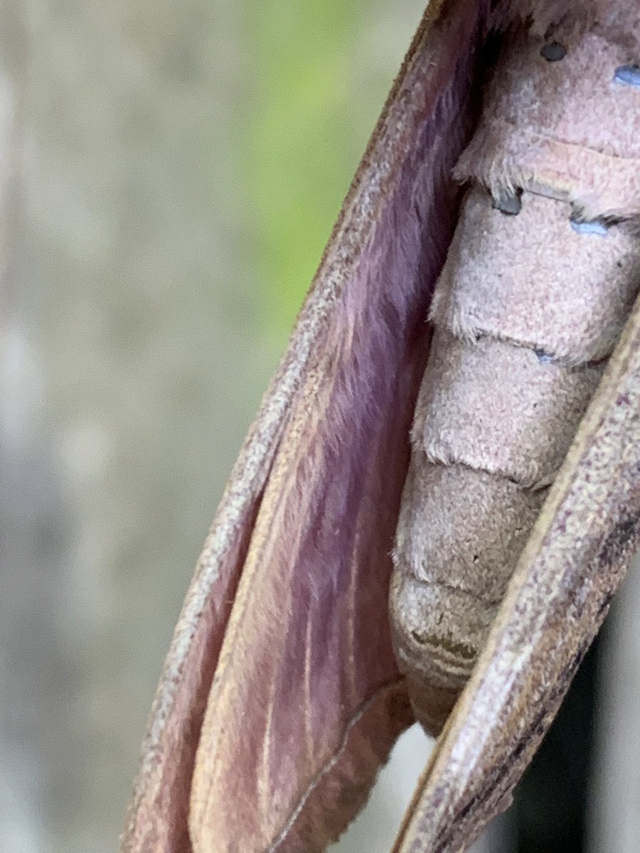 Dawe4Peter's tweet photo. The #ghostmoth is a remarkable creature in every stage of its life The mustard ghost moth has beautiful purple hind wings that are usually hidden away until it takes flight 🦋 😁 https://t.co/z3xlfwBnPX