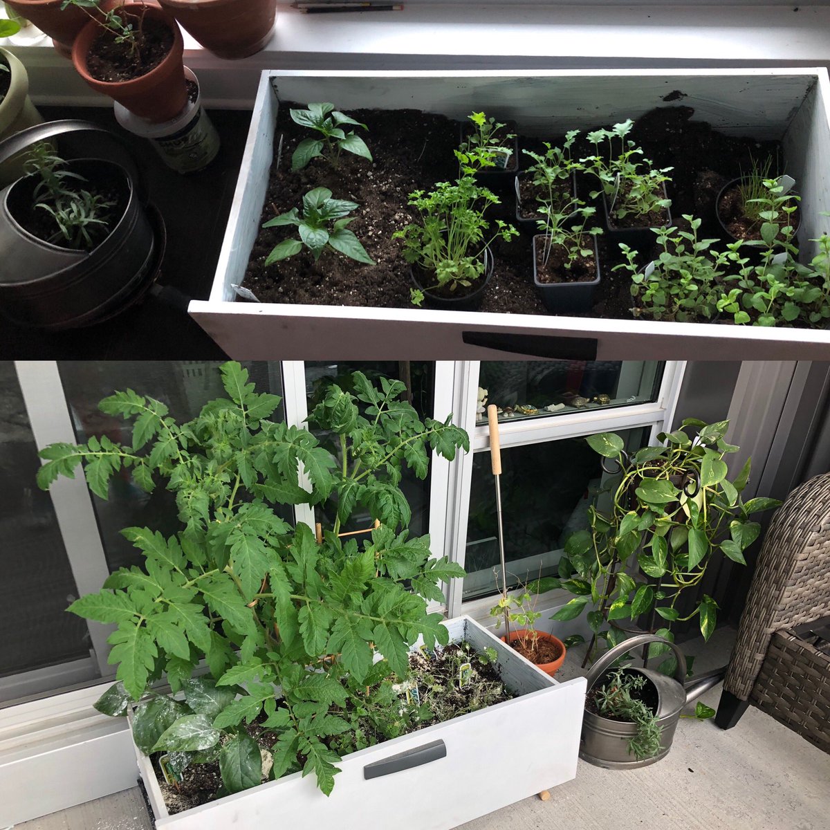 naptash's tweet photo. @RonFinleyHQ Bought @masterclass just to watch you. This is my 1-month difference in my repurposed dresser drawer! Aphid problem galore but my tomatoes are about to bloom. You are so engaging - I need more Ron Finley in my life! https://t.co/uGWTxI1gCx