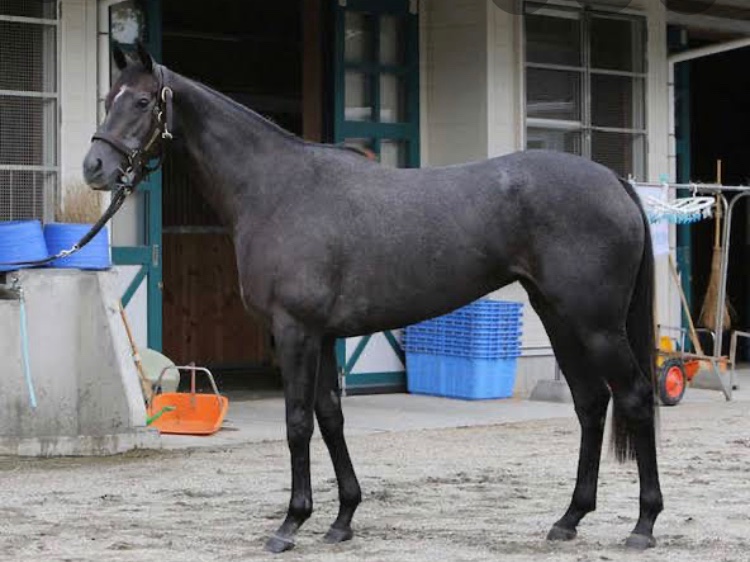 クロノジェネシスのフォトパドック見てビビった。秋華賞との比較でも別 クロノジェネシスのフォトパドック見てビビった。秋華賞との比較でも別