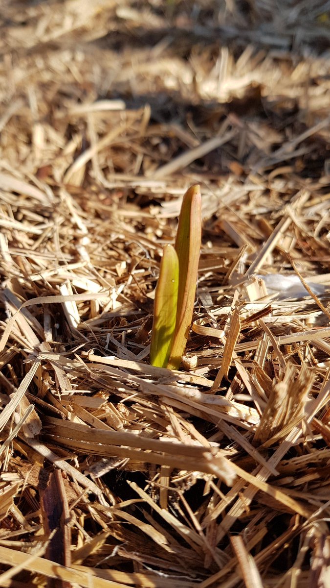 weezmgk's tweet photo. Garlic is the big winter crop. #garlic2020 was planted 10 days ago &amp; just starting to get going https://t.co/DbsIZdyjB1