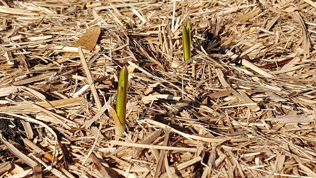 weezmgk's tweet photo. Garlic is the big winter crop. #garlic2020 was planted 10 days ago &amp; just starting to get going https://t.co/DbsIZdyjB1