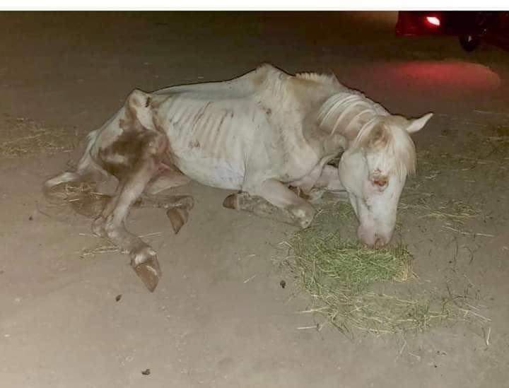 Gunsclaxel's tweet photo. Me abandonaron como basura, pero me recogieron como tesoro 💗
🐴 La ultima foto me lleno de esperanza 🥰 https://t.co/xEh48z3PCh