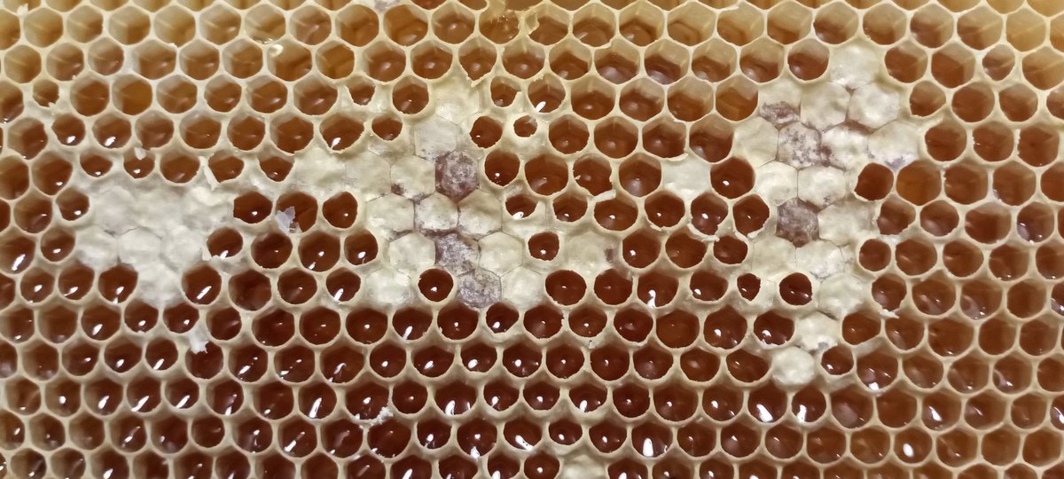 Apiads2's tweet image. #Api2