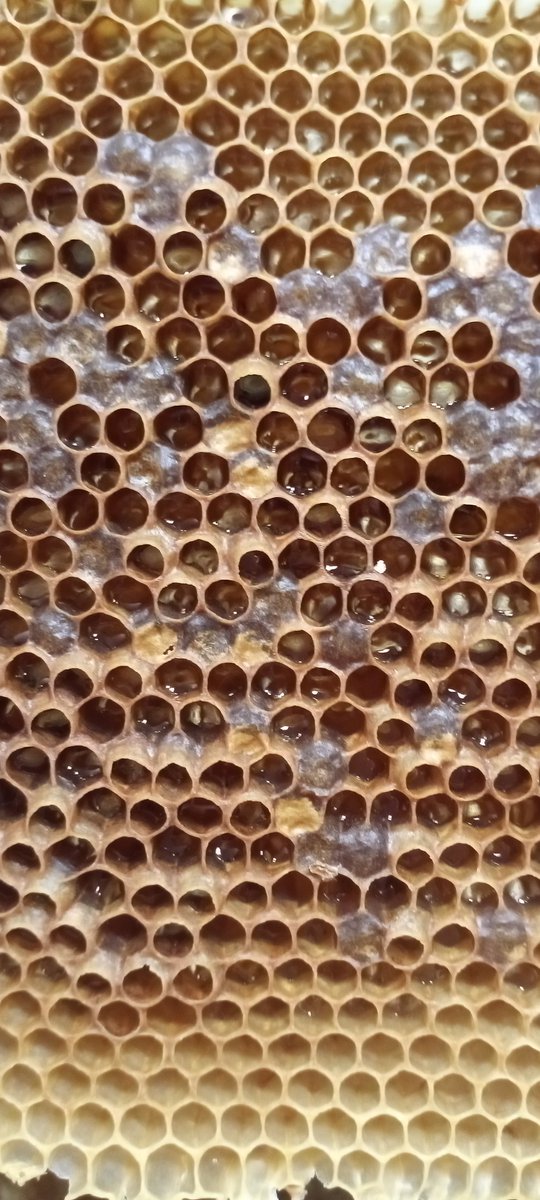 Apiads2's tweet image. #Api2