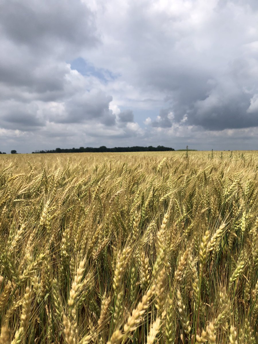 Looking at Dyna-Gro wheat plots today!!  <a href="/GretaGrayHacker/">Greta Gray</a> <a href="/DynaGroSeed/">Dyna-Gro Seed</a> <a href="/NutrienAgRetail/">Nutrien Ag Solutions</a> <a href="/NutrienEast/">Nutrien Ag Solutions-East</a> <a href="/rileylaber/">Riley Laber</a>
