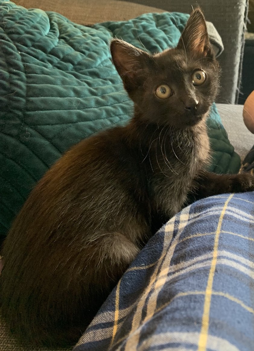 Mail_Gun's tweet photo. Frodo is a highly social and vocal little guy who enjoys chasing his older siblings (or his tail) until he crashes and snoozes in the sun. #furbabymonday https://t.co/31SYmkXL6r