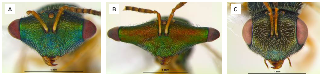 ArquivosIB's tweet photo. Occurrence of Phelypera griseofasciata and its parasitism in munguba in Seropédica, Rio de Janeiro.
https://t.co/kaCK1J0NJL
Research by #InstitutoBiológico / @agriculturasp @ufrrjbr
#TritrophicRelationship #beetle #insect #entomology #Pteromalidae #Pachira #urbanafforestation https://t.co/6PmKGfFJXR