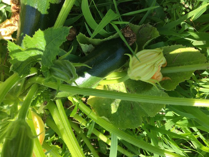 zucchini finally coming in to😋 https://t.co/e514zOtAYa<a href="/tag/transdayofvisibility"class="tags"><span>#transdayofvisibility</span></a>