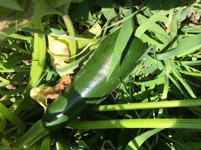 zucchini finally coming in to😋 https://t.co/e514zOtAYa<a href="/tag/transdayofvisibility"class="tags"><span>#transdayofvisibility</span></a>