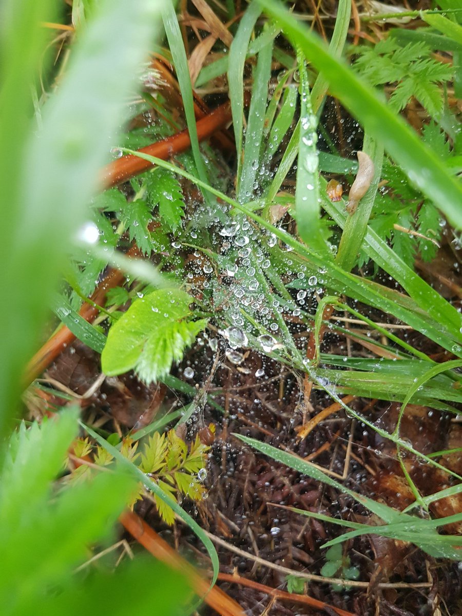 MsDaggsClass's tweet photo. My contribution to #30DaysWild today is raindrops on a cobweb. #nature #beautiful #wildwicklow #getoutdoors https://t.co/Nlh51xfDTi