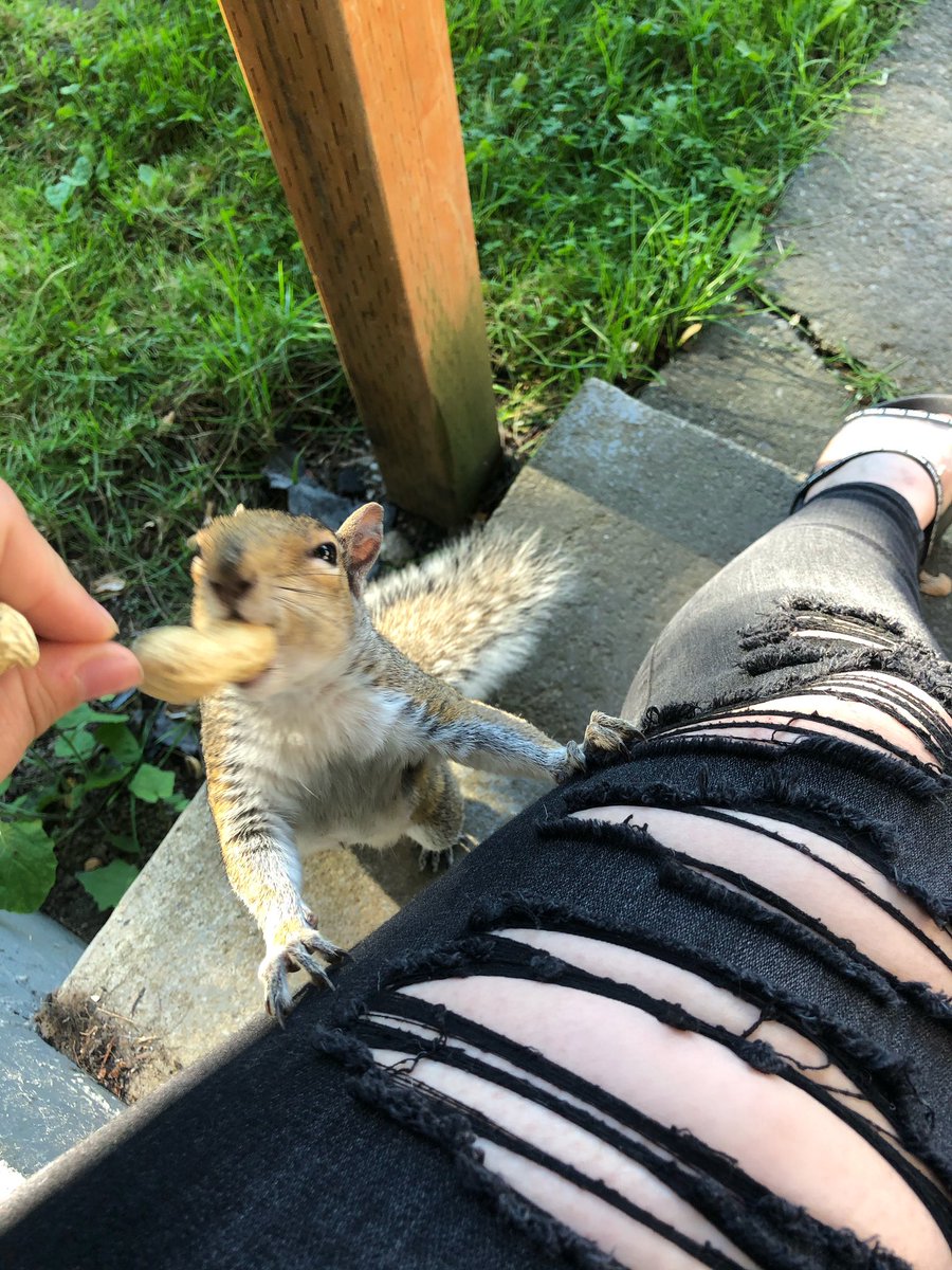 Keelyjeannn's tweet photo. carl got his nut and left, typical male. 🙄🐿🥜 https://t.co/SBipzKioHT