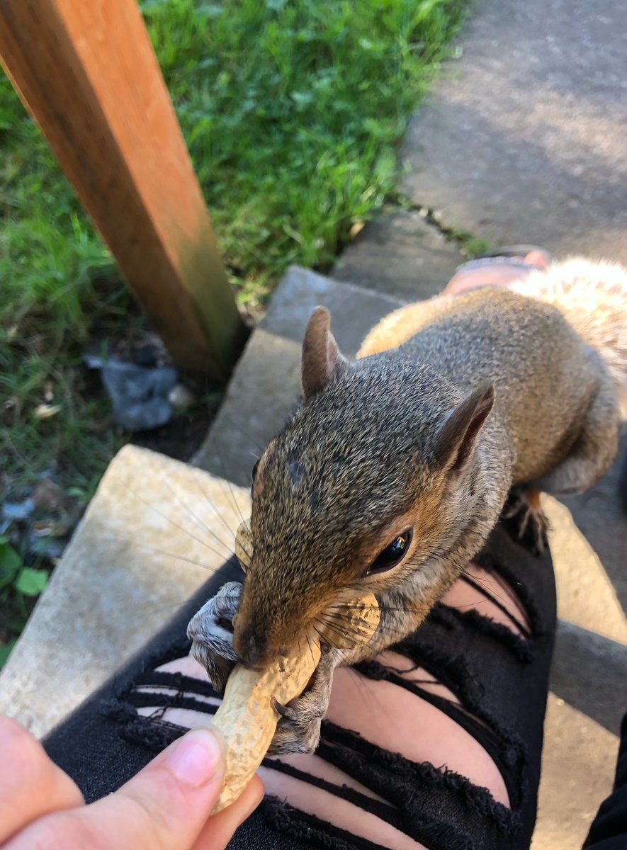 Keelyjeannn's tweet photo. carl got his nut and left, typical male. 🙄🐿🥜 https://t.co/SBipzKioHT