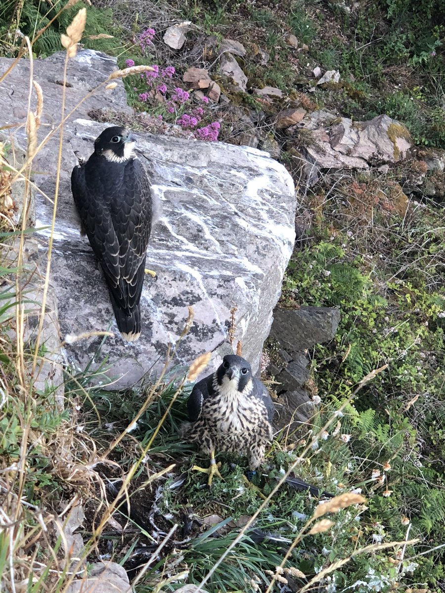 DevonPeregrines's tweet photo. MP &amp; MR - no sign of MS https://t.co/h8jXfHKrDN