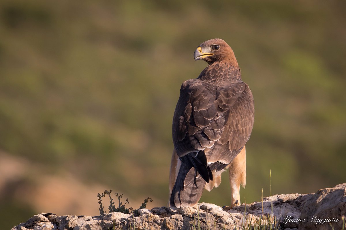 Yanina Maggiotto tweet media