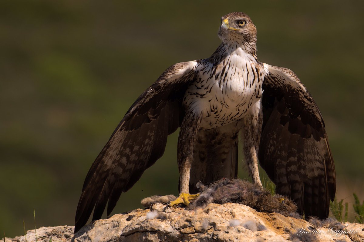 Yanina Maggiotto tweet media