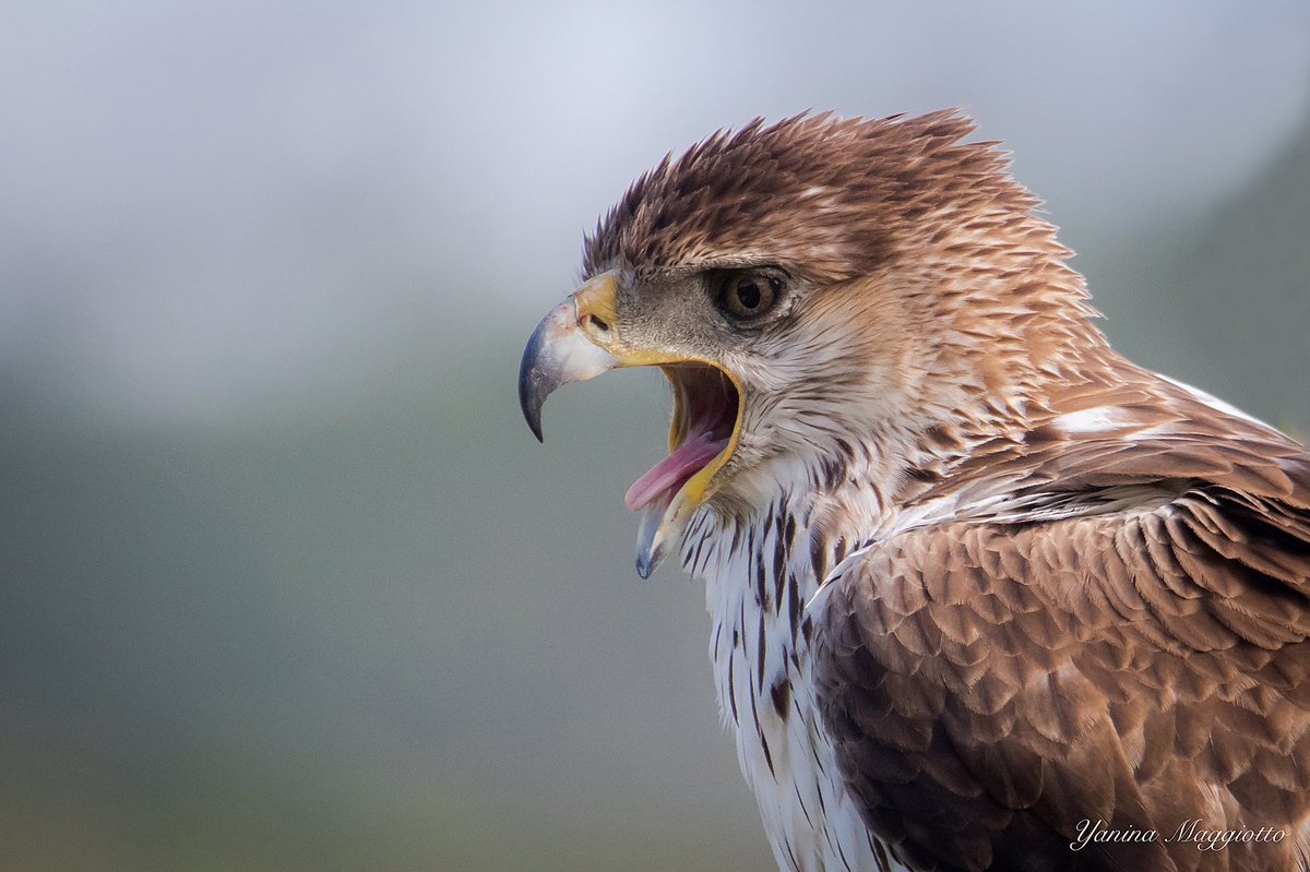 Continuamos disfrutando de las sesiones del hide de águila perdicera con la familia al completo!! Aún queda todo julio para fotografiar este espectáculo.
Come to enjoy our hide of Bonelli's Eagle in Valencia! During july will be possible to photograph all the family together.