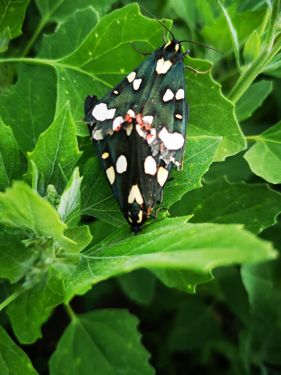 LoriTimothy4's tweet photo. Three beautiful pairs of mating scarlet tiger moths at the allotment tonight, and one friendly singleton who seemed to think I tasted good after saving him from the watering can. #moths #insects #bugs #TwitterNatureCommunity #allotment #nature #lepidoptary https://t.co/LyUIWc1gU2