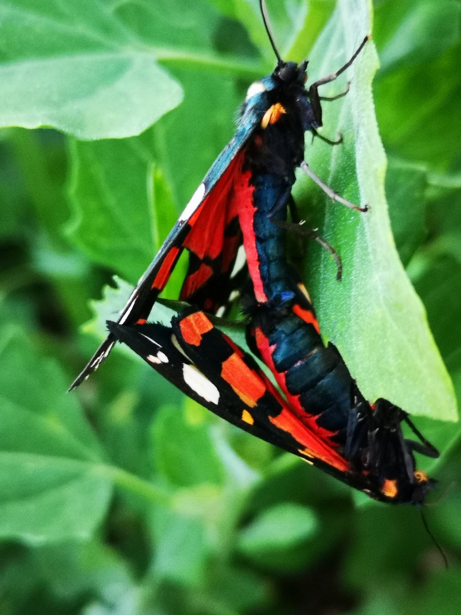 LoriTimothy4's tweet photo. Three beautiful pairs of mating scarlet tiger moths at the allotment tonight, and one friendly singleton who seemed to think I tasted good after saving him from the watering can. #moths #insects #bugs #TwitterNatureCommunity #allotment #nature #lepidoptary https://t.co/LyUIWc1gU2