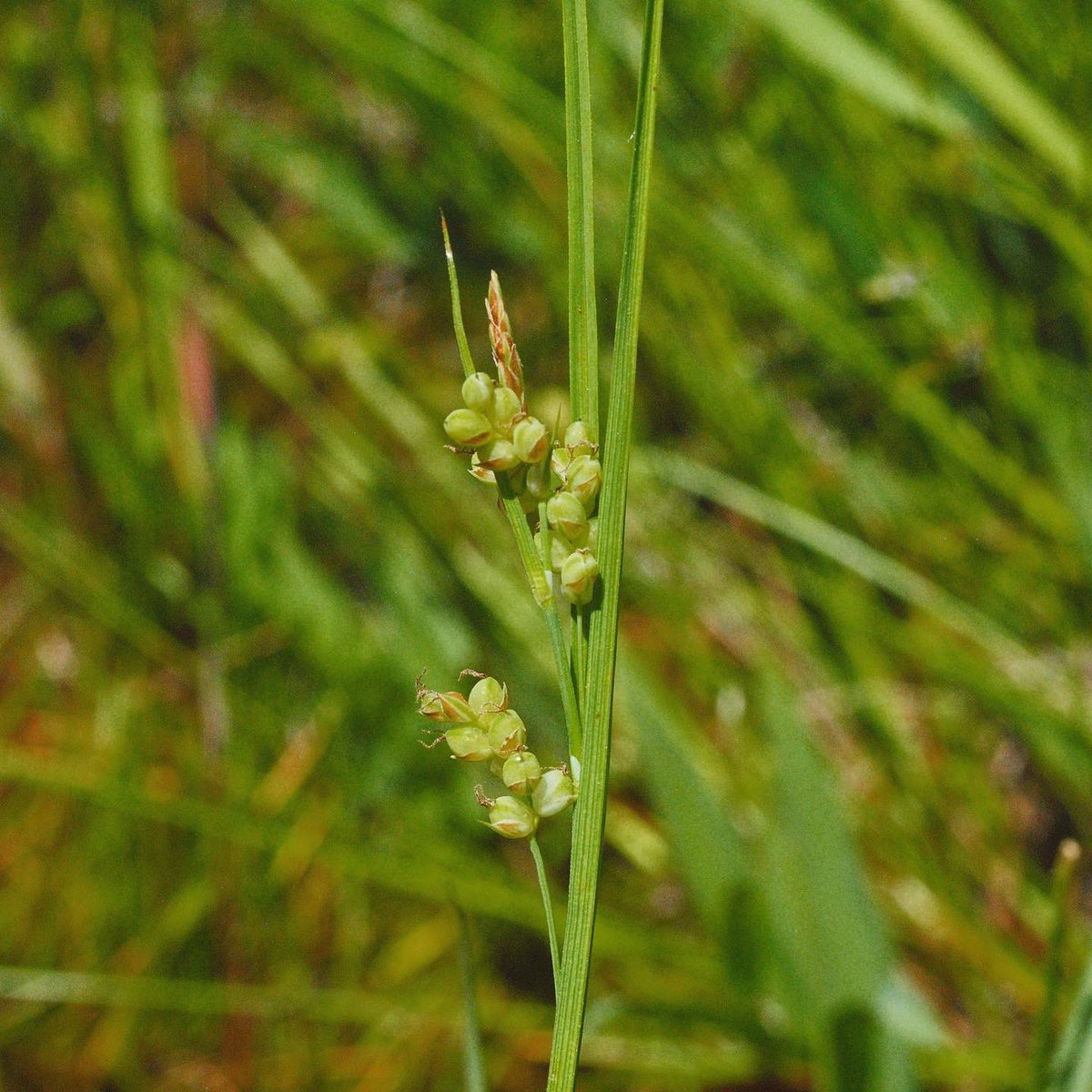 metaphytics's tweet photo. an edible sedge, you say? the golden sedge (Carex aurea) has perigynia that ripen to a lovely gold and then orange through the season. at maturity they’re surprisingly pleasant to munch compared to most others species. fleshy, mildly sweet and nutty! #monocotmonday #sedge #nature https://t.co/Se1CEWqi48