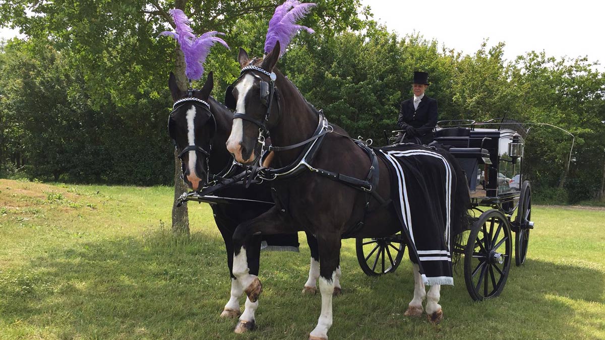 Mischief &amp; Edward looking spectacular in at the woodland. Despite the name, both behaved themselves impeccably!