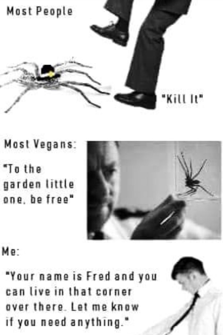 misslorabeth's tweet image. That one is a wandering spider and won’t stay put... I would be a little sketched about anything that isn’t in a web.... also #datadividendforall