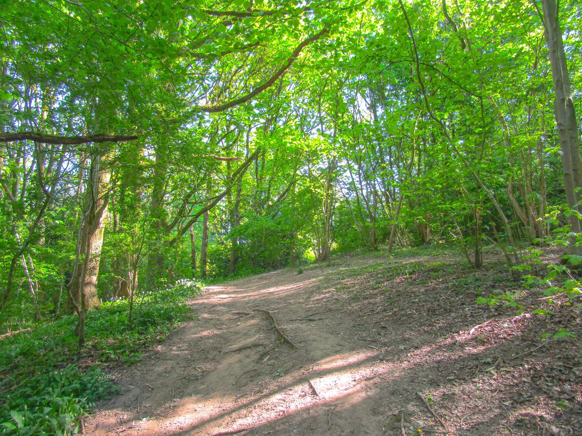 Stevo121979's tweet photo. Summer Woodland walk #Woodland #woods #trees #woodlandphotography #naturephotography #nature #landscapephotography #summer #walks #walking #outandabout #outdoors #photosoftheday #canon #canonphotography #ixus190 #hdr #hdrfilter ##hdrphotography #sunshine https://t.co/NTnCGjsTAf