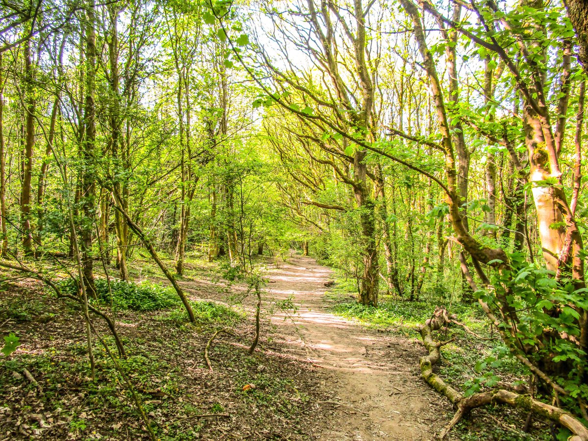 Stevo121979's tweet photo. Summer Woodland walk #Woodland #woods #trees #woodlandphotography #naturephotography #nature #landscapephotography #summer #walks #walking #outandabout #outdoors #photosoftheday #canon #canonphotography #ixus190 #hdr #hdrfilter ##hdrphotography #sunshine https://t.co/NTnCGjsTAf