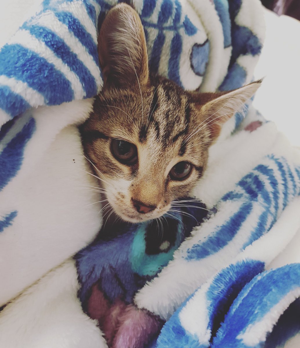 Dont really post much on here but I wanna share pictures of my kitties! Look how adorable little eevee is! this was a couple days after we got her #Kitten #tabbykitten #CatsOfTwitter #cats