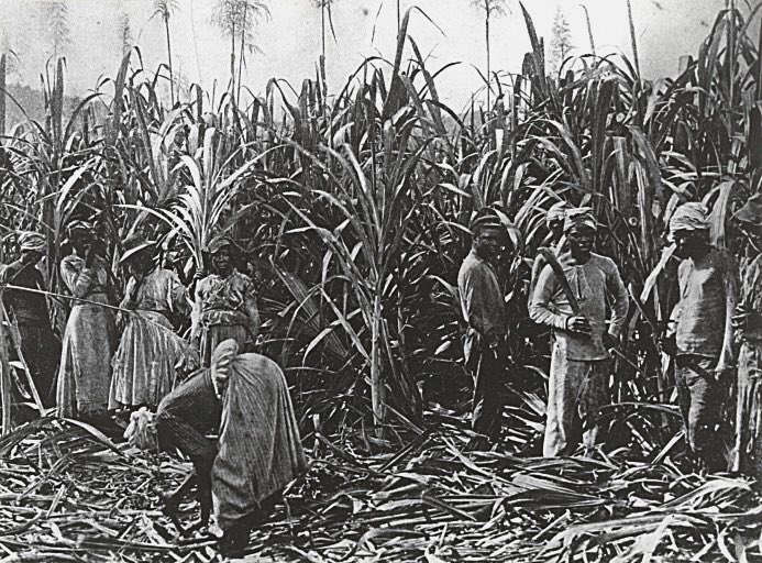Le sabotage des plantations était aussi une méthode de résistance, d’opposition. Certains esclaves détruisaient ou ralentissaient sciemment les plantations.
