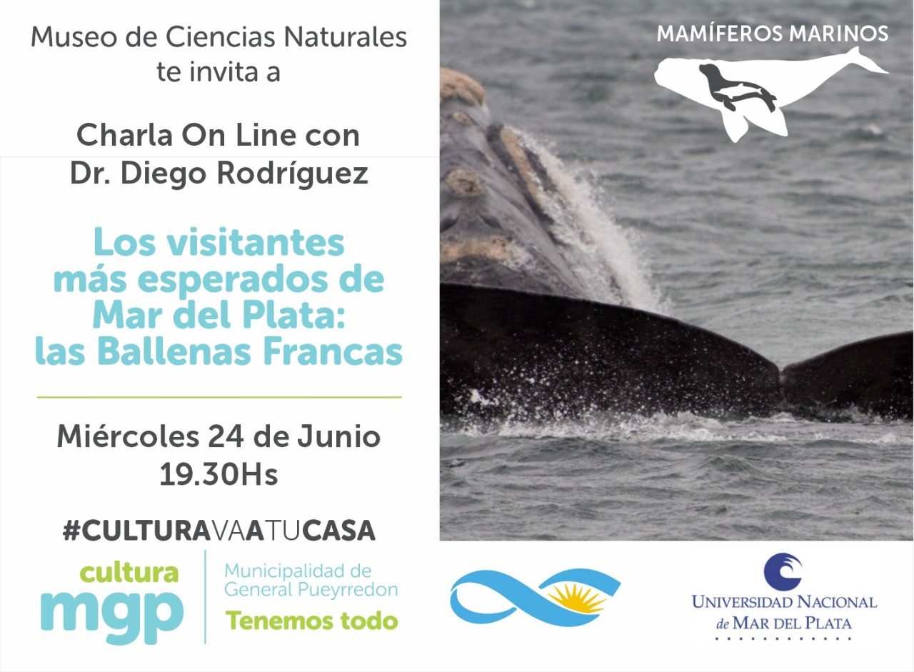 Invitación del Museo de Ciencias Naturales a charla online con el Dr. Diego Rodríguez del Grupo de Investigación Biología Ecología y Conservación de Mamíferos Marinos "Los visitantes más esperados de Mar del Plata: las Ballenas Francas"
Miércoles 24 de Junio 19:30 hs. #culturavaatucasa. Universidad Nacional de Mar del Plata, CONICET, Cultura MGP, Municipalidad General Pueyrredón.