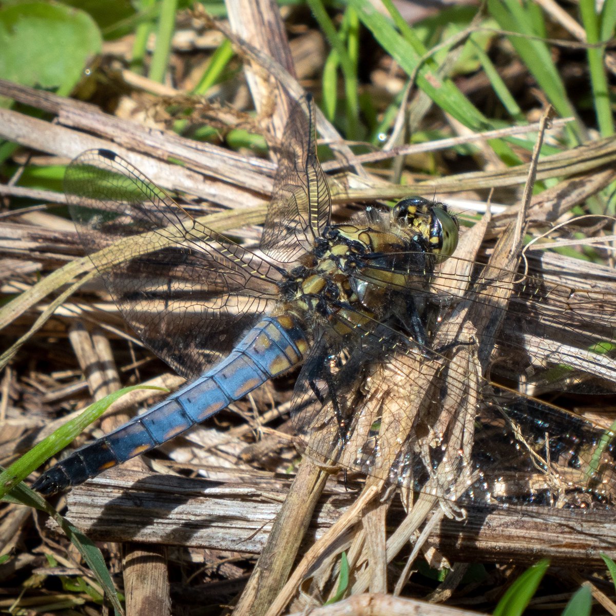 blackartz's tweet photo. Lots of #Dragonflies about today. A huge Emperor was quartering a lake we passed, but too far out, even if I'd had my big camera & telephoto lens. Still, this Black Tailed Skimmer (Orthetrum cancellatum), was kind enough to pose for me :)
#nationalinsectweek2020 #30dayswild https://t.co/ptyFIh8pmq