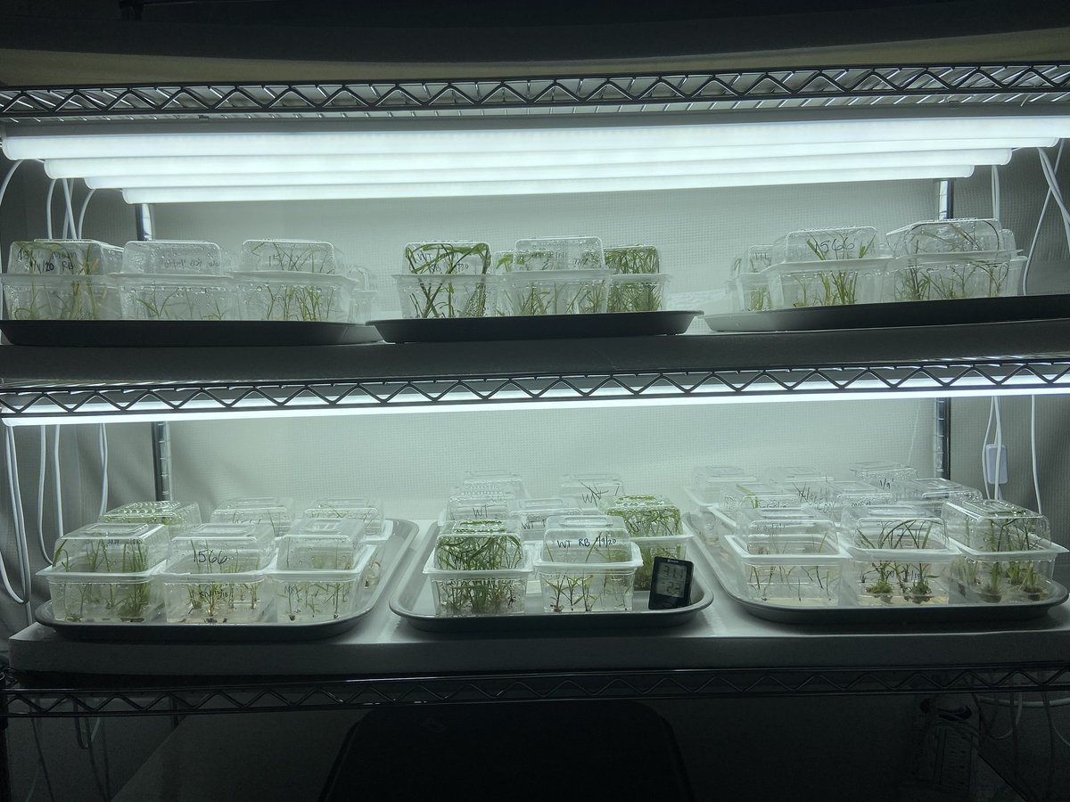 CABBIbio's tweet photo. CABBI researchers from coast to coast are sharing results of their joint efforts to design ecofriendly #bioproducts & fuels.
"CABBI does a good job of bringing diverse people together to have more impact than they can on their own." - @UNLincoln Prof. Ed Cahoon.
#ScienceGoesOn https://t.co/yp00rLqz9V