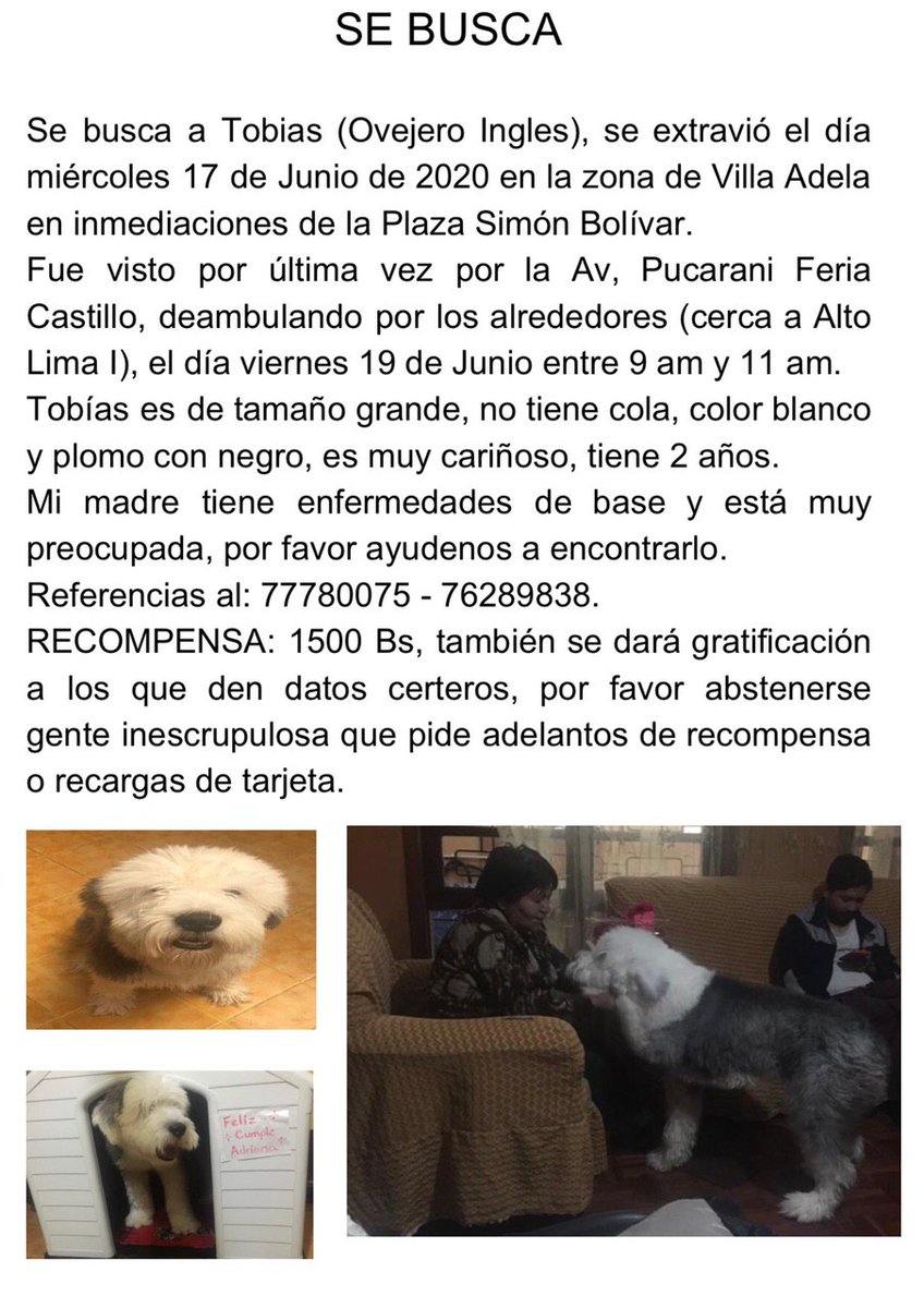 Sumaj_Warmi's tweet photo. ¡AYUDA! 🛑 Continuamos buscando a #Tobias. Se extravió en #ElAlto, zona Villa Adela inmediaciones de la Plaza Simón Bolívar. Su dueña, una señora de la tercera edad, está muy triste y preocupada por el perrito. La #RECOMPENZA será de Bs1500. Cel 77780075 - 76289838. https://t.co/xuoMiw919w