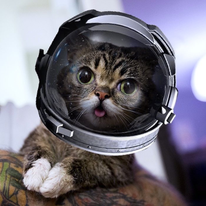 lilsue93's tweet photo. @IAMLILBUB Happy 9th Birthday in Space Lil BUB! Love you forever! #bubforever #bestjobbub https://t.co/WRa11nSSxX