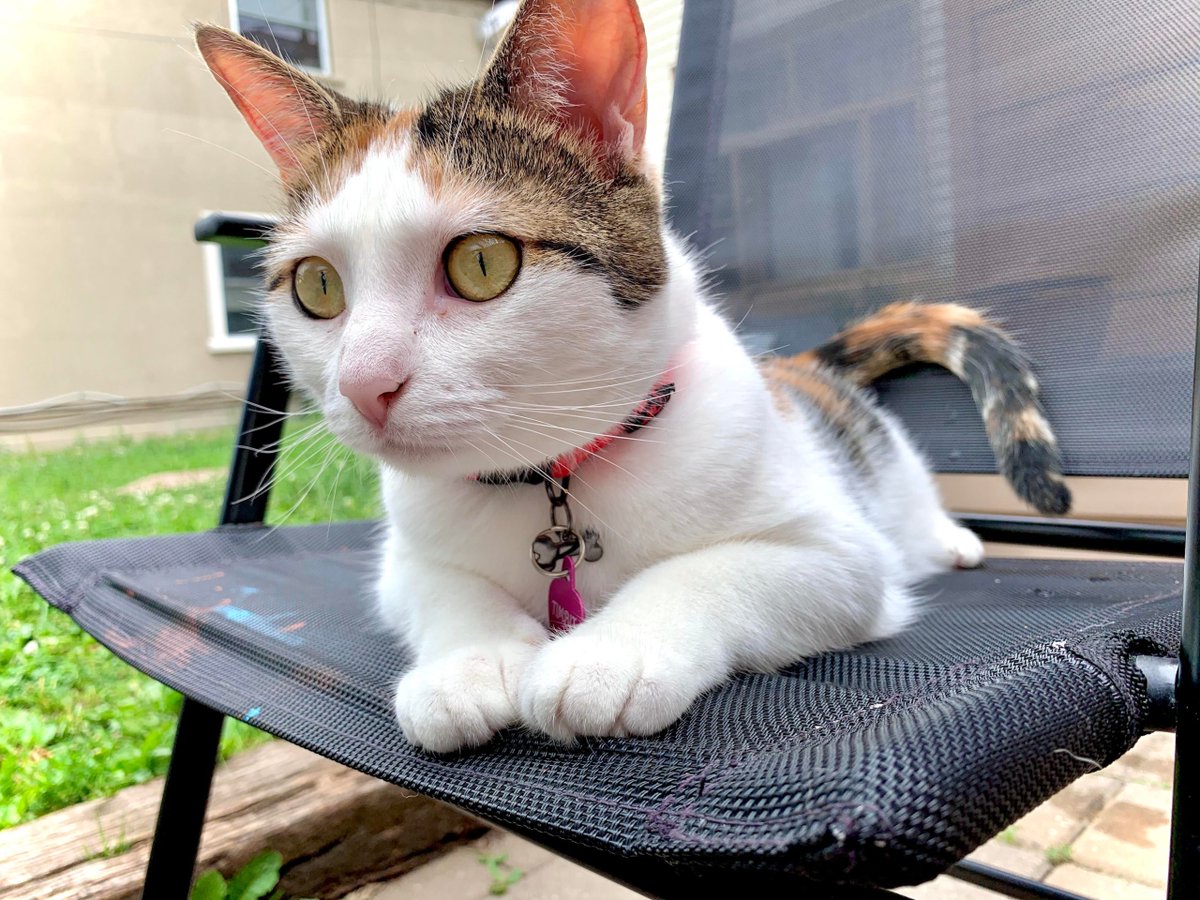 MeowMoeDotCom's tweet image. #Timbit #Takes #Bird #Watching seriously, But that doesn’t mean you can’t be #Comfortable too.
 
#Cats #Cat #Kittens #Kitten #Kitty #Pets #Pet #Meow #Moe #CuteCats #CuteCat #CuteKittens #CuteKitten #MeowMoe #Doesnt
 
meowmoe.com/662505/timbit-…